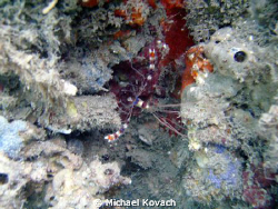 shrimp on the Inside Reef at Lauderdale by the Sea by Michael Kovach 